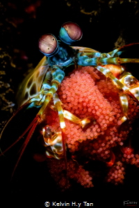 Mantis shrimp by Kelvin H.y Tan 